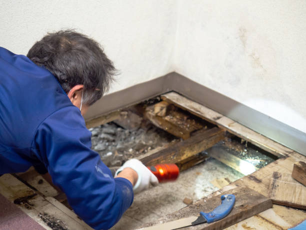 Mold Removal and Inspection in Elsa, TX