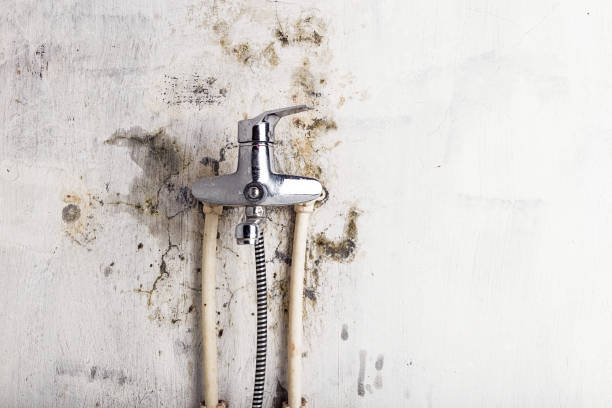 Best Local Mold Removal Service  in Elsa, TX