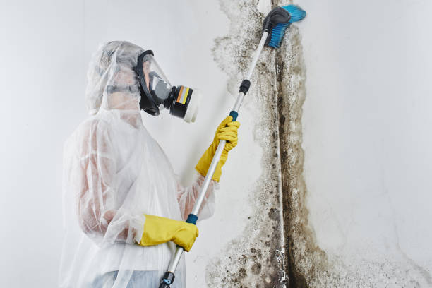 Mold Removal Process in Elsa, TX