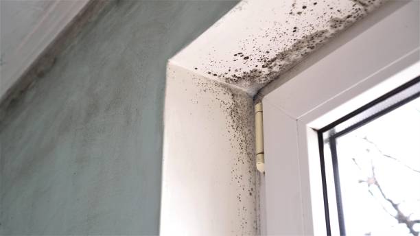 Best Certified Mold Removal  in Elsa, TX