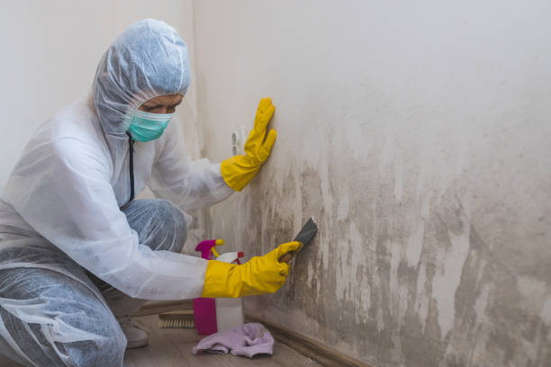 Best Commercial Mold Removal  in Elsa, TX