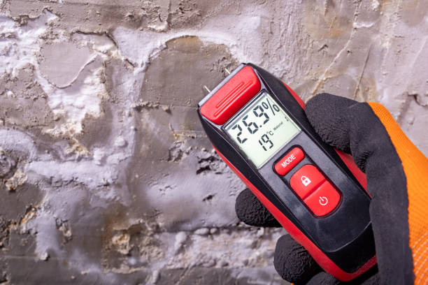 Best Commercial Mold Removal  in Elsa, TX